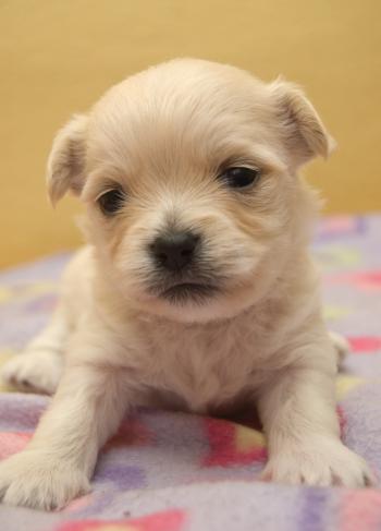 Puppy Socialization: Stop Fear Before it Starts – Dr. Sophia Yin