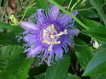 Busy Veggie Mama: Invasion of the Alien Flowers