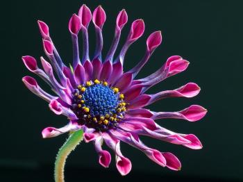 Purple and Pink Petaled Flower