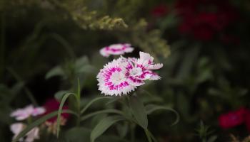 Purple and White Flowers in Tilt Shift Lens