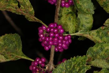Purple Berries