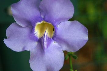 Purple Blossum