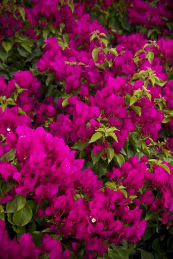Vera Deep Purple Bougainvillea - Monrovia - Vera Deep Purple ...