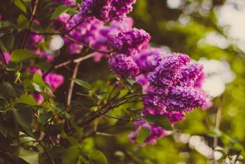 Purple Cluster Petaled Flower Focus Photography