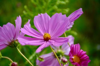 Purple Cosmos Flower in Closeup Photo