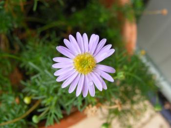 Purple daisy flower