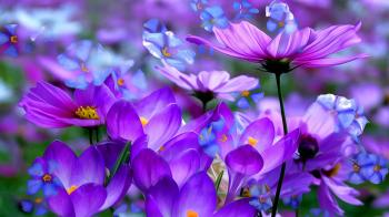 Crocuses Beautiful Purple Flowers Colored Detsktop Wallpaper Hd ...