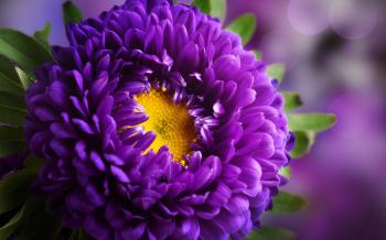 Purple Flower Wallpaper Wide ~ Desktop Wallpaper Box