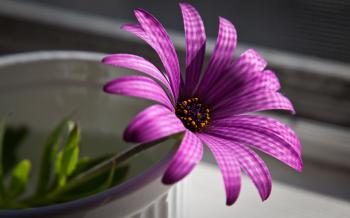 Purple Flower Wallpapers HD
