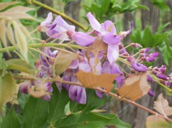 Purple flower branch