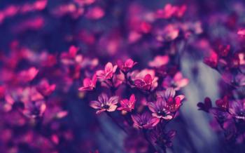 Purple Flowers Wallpapers - Wallpaper Cave