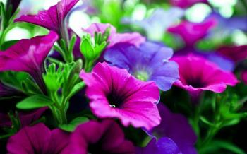 pictures of flowers | Pink purple flowers Wallpapers Pictures Photos ...