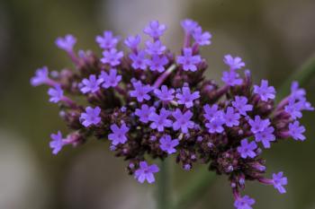 Group of purple flowers image - Free stock photo - Public Domain ...