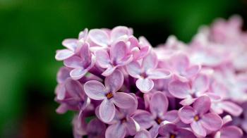 Light Purple Flowers 1080p - [1920 x 1080]