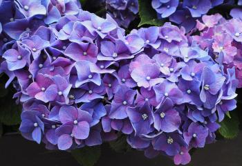 Purple Flowers Violet Blossom, HD Flowers, 4k Wallpapers, Images ...