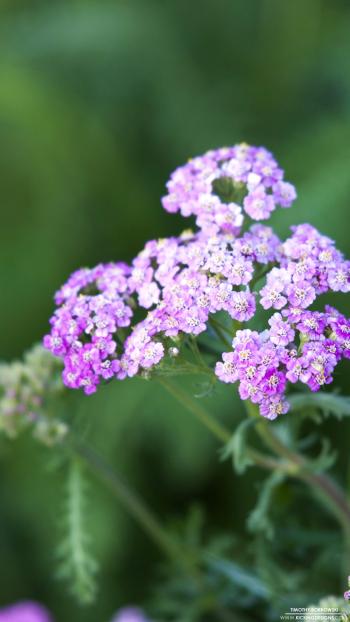 Purple Flowers 2-2-2018 Wallpaper Background | Kicking Designs