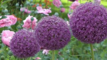 round purple flowers - YouTube