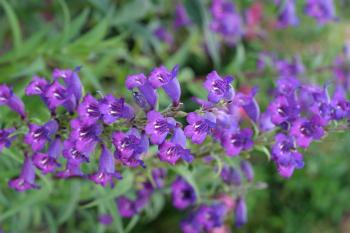 Free picture: small, purple flowers