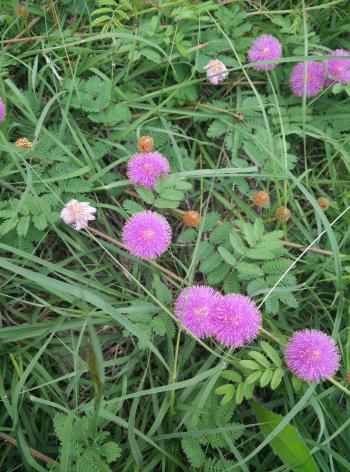 Purple fuzzy flowers on ferny looking vine bunches - Album on Imgur
