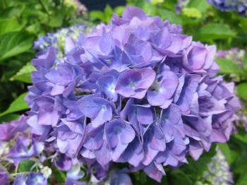 Purple hydrangea flower