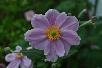 File:Japanese anemone 02.jpg - Wikimedia Commons