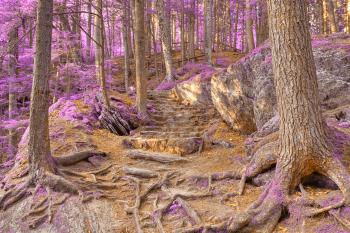 Purple Mountain Forest Trail - HDR