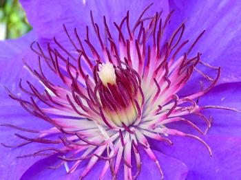 Purple Multi Petaled Flower Macro Photography