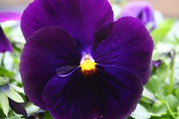 Purple Pansy Flower | Flowers| Free Nature Pictures by ForestWander ...