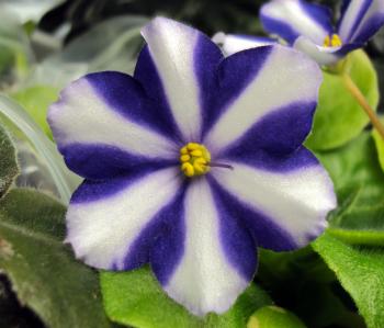 Chimera African Violets::chimeraav.com - Part 7