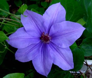 Clematis | New Hampshire Garden Solutions