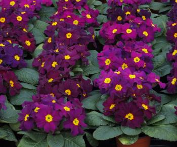 packetseeds.com Primrose (Primula acaulis) - Polar Express Purple