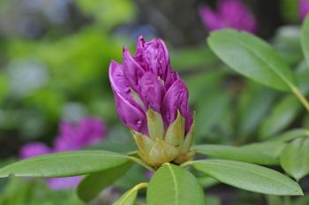Purple Rhododendron