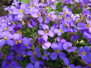 Little Purple Spring Flowers Gallery - Flower Decoration Ideas