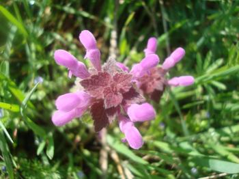 Purple spring flower