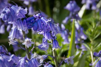 8 Popular Spring Flowers | House Method