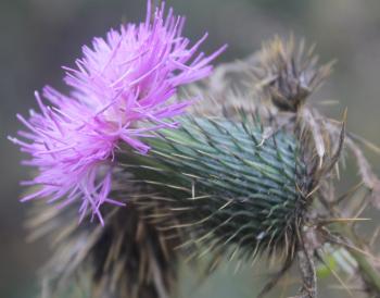 Purple Thorny Flower Free Stock Photo - Public Domain Pictures