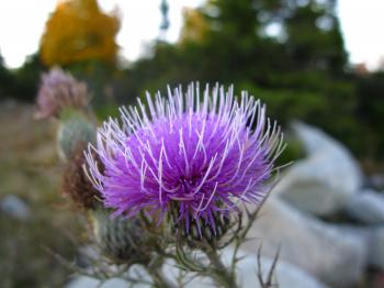 Thorny Purple Wild Flower | Flowers| Free Nature Pictures by ...