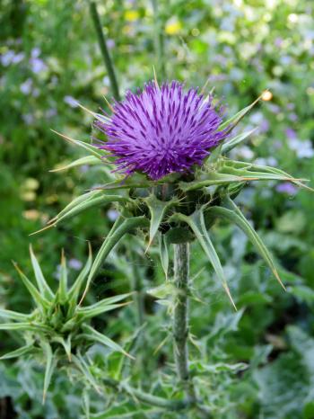 Purple Thistle | Thistle weed