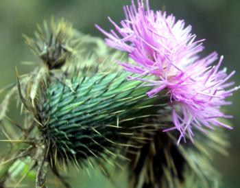 Free picture: thistle flower, thorny purple flower, thorns