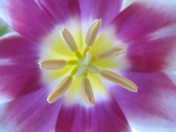 Purple tulip flower macro
