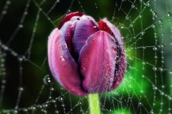 Purple Tulip in Spiderweb