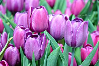 Purple tulips – Sweets and Life