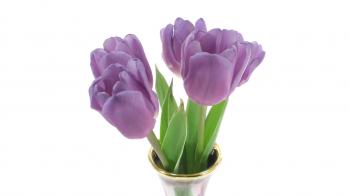 Time-lapse of opening purple tulips in a vase 4x1 on white ...