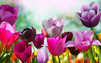 Purple Tulips 12717 2560x1600 px ~ HDWallSource.com