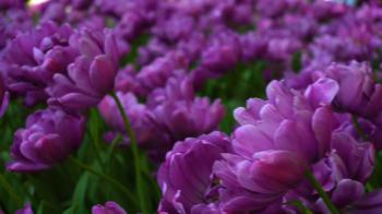 Beauty blooming purple tulips Stock Video Footage - Videoblocks