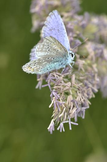 Purple White Butterfly on Purple Petaled Flower during Daytime