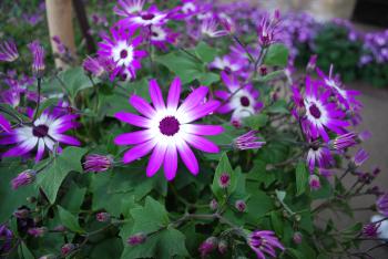 Contrasting Colors of Flowers in Bloom- Purple & White | Storytellers