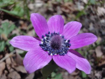 Purple wild flower