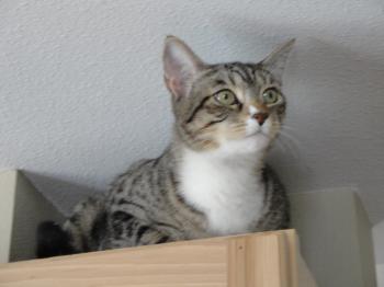 TomFoodery: Good Thoughts about a Pussycat