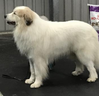 Kalkasi Pyrenean Mountain Dogs
